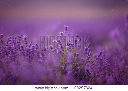 Sunset over a violet lavender field in Provence, Hokkaido
