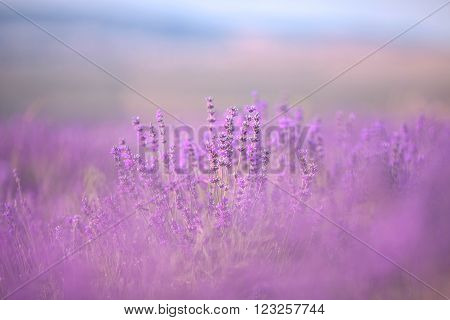 Sunset over a violet lavender field in Provence, Hokkaido
