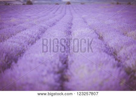 Sunset over a violet lavender field in Provence, Hokkaido
** Note: Shallow depth of field
