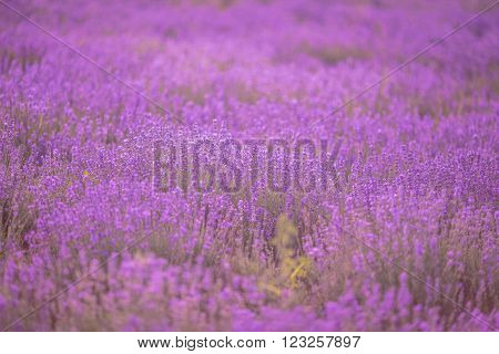 Sunset over a violet lavender field in Provence, Hokkaido