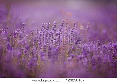 Sunset over a violet lavender field in Provence, Hokkaido