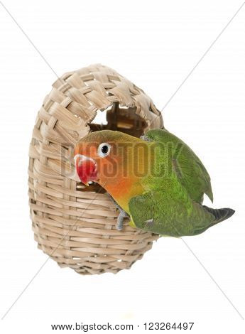 bird nest and lovebird in front of white background