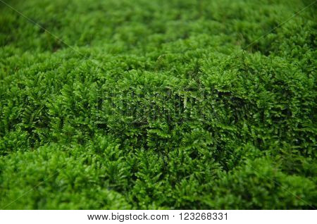 Green moss on the rocks, bright green.