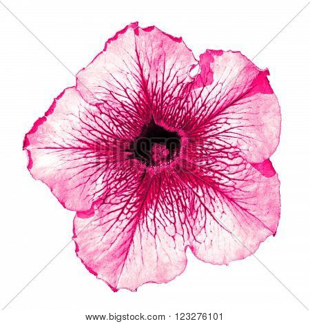 Pink Althea Flower Macro Isolated On White