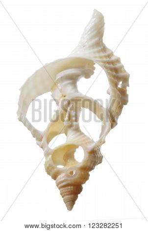 Conch Seashell on an Isolated White Background