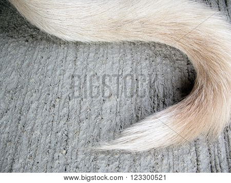 white tail dog on floor,tail dog  background