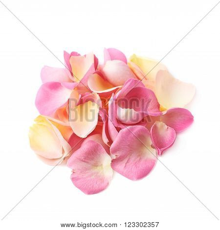 Pile of multiple pink rose petals isolated over the white background