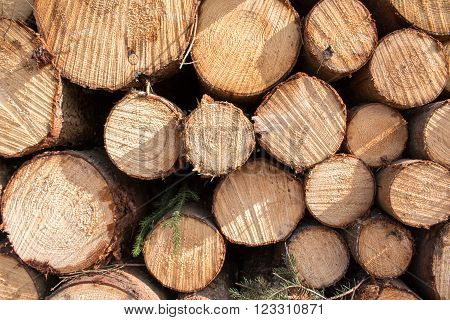 Logs crosscuts on the timber cutting in the forest
** Note: Soft Focus at 100%, best at smaller sizes