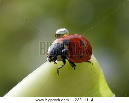 Ladybug with drops of rain on his back