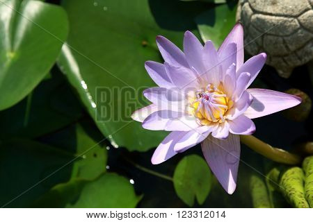 Violet Water Lily Flower in the morning.