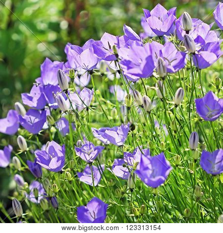 Hand bell Carpathian blue (Campanula carpatica) -- a species of plants from the sort Hand bell Kolokolchikovye's families
** Note: Shallow depth of field