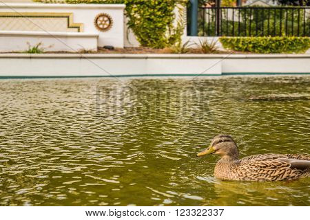 Beverly Hills Gardens Park ducks near sign in Los Angeles park. Duck bird