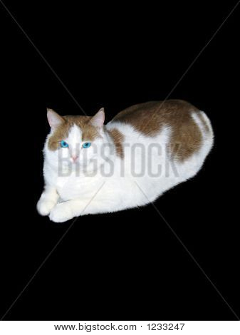 Katze