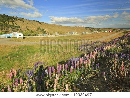 field of pink lupine flowers in covered by snow mountains of patagonia in fire earth with clouded sky and river