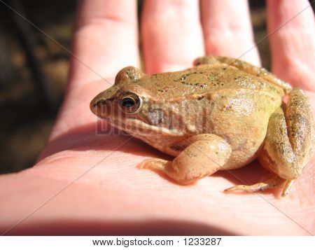 Frosch auf einer hand 