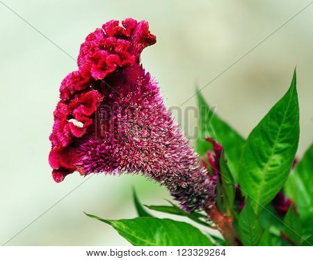 Photo with a side of a cultivated flower of Celosia argentea f. cristata