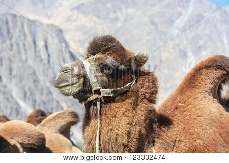 Big Camel at Nubra valley in North India