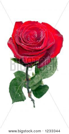 Rose für designer