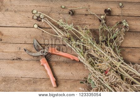 Removing the faded stems of poppy on a wooden table. Seasonal work in the garden