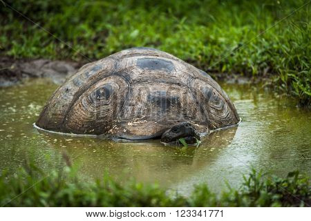 Galapagos giant tortoise wallowing in muddy pool
** Note: Visible grain at 100%, best at smaller sizes