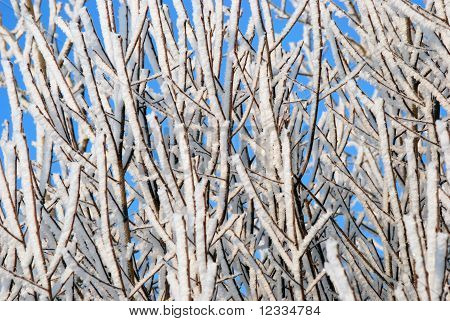 rimfrost