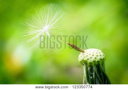 detail of dandelion, isolated in the countryside