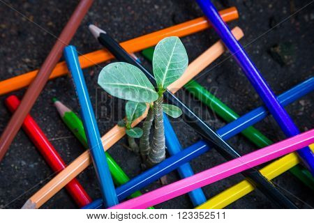 Photo of small tree and color pencil around