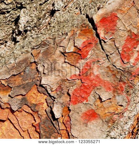 Barck In The Abstract Close Up Of A Tree Color And Texture