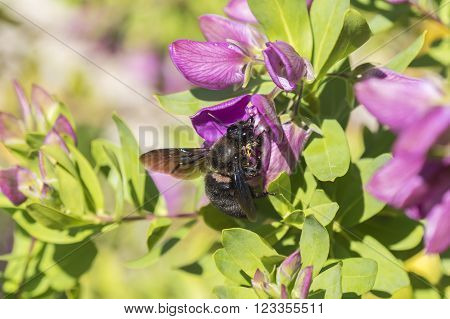 Xylocopa bumblebee pollinating a Polygala Myrtifolia in the gaden