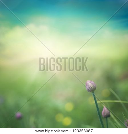 Fresh chives flower over colorful background. Spring or kground