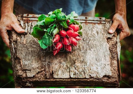 Organic vegetables. Farmers hands with freshly harvested vegetables. Horse radish