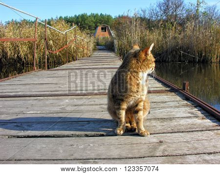 red lonely cat sitting on the old wooden ponton bridge in sunny day