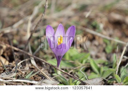 Crocus vernus aka Spring Crocus wild mountain european flower
