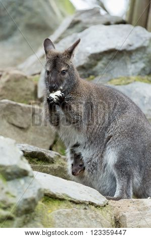 Red-necked Wallaby kangaroo (Macropus rufogriseus) with hidden baby in bag