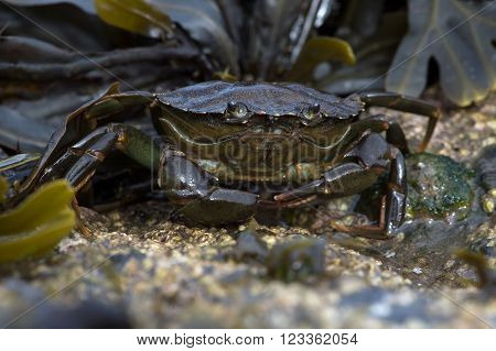 Green Shore Crab (Carcinus Maenus) on barnacle encrusted rock