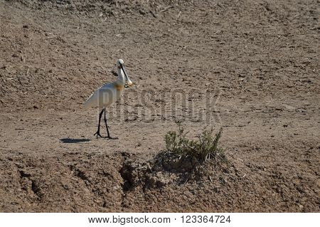 espatula in the marshes of Donana park in bonanza