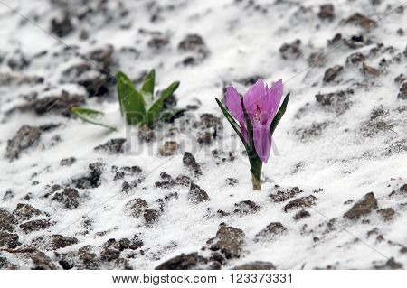 Early Spring Purple Crocus Bloom, But Suddenly He Returned To The Winter And The Snow Fell. Never Gi