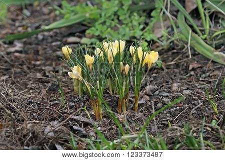 Yellow Primroses Blossomed In Early Spring After The Snow Melts.