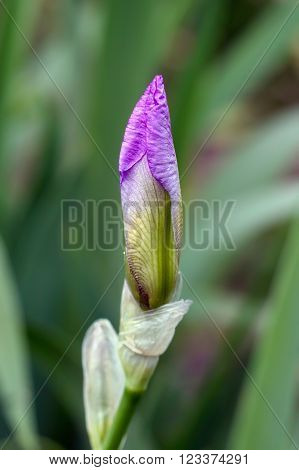Vertical Photo Of Gentle Lavender Iris Bud Can Be Used For A Card Or Cover