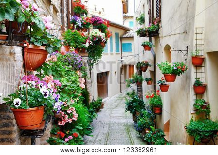 charming street decoration with plants and flowers in medieval town Spello (Umbria, Italy)