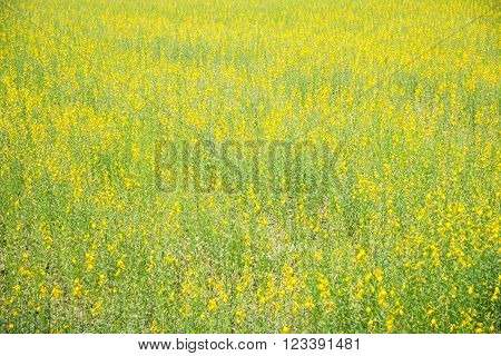 sunhemp field nature abstract for the background
** Note: Soft Focus at 100%, best at smaller sizes