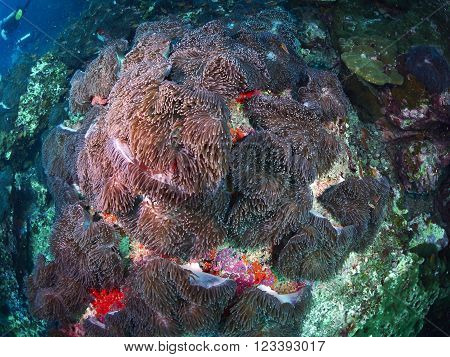 Anemoneor Actinia home or clownfish urticante marine animal
