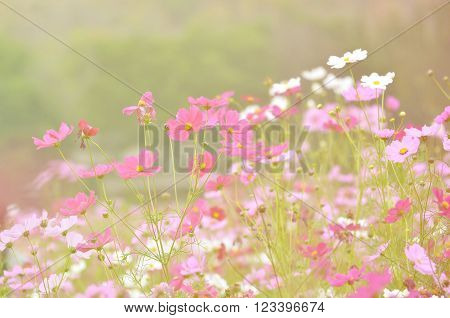 blured vintage pink  flower in the garden