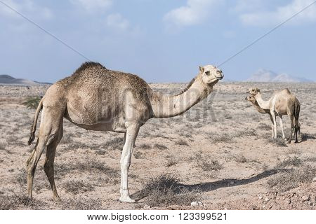 Camel in a group of 3 walking in the desert