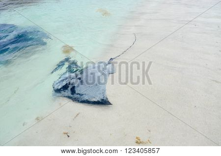 Wild friendly eagle ray in the shallow Indian Ocean waters at the beach in Hamelin Bay,Western Australia.