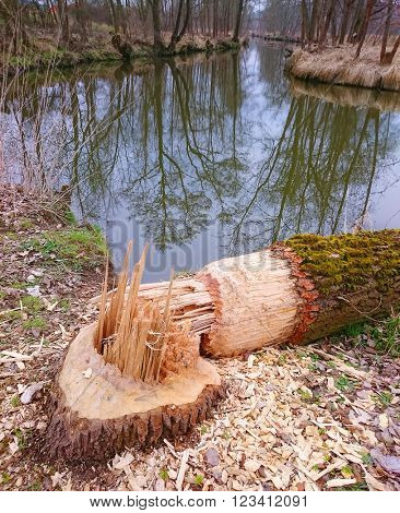 Big tree taken down by beaver on a bank Radbuza River near Pilsen City. This animal is destructive pest for agriculture and forestry in Czech Republic, Europe.