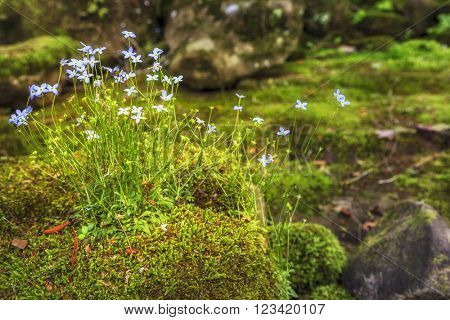Creeping Bluet flowers and moss on a rock near Cumberland River in Southern Kentucky