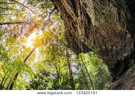 Limestone cliff and the trees in Daniel Boone National Forest in Kentucky