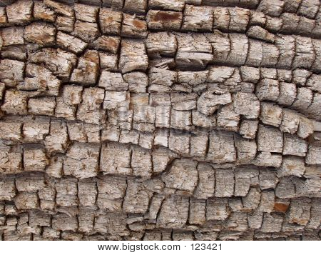 Jacaré Juniper
