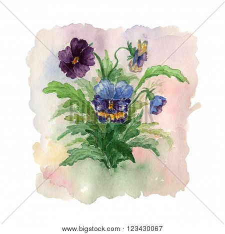 Summer bouquet of flowers pansies. Illustration for greeting card.